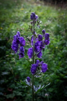 20220826-DSC08724